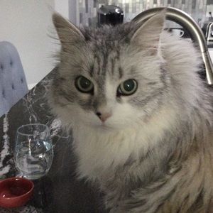 Meet your Posher, Cindy